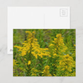 Kentucky Goldenrod Briefkaart (Voorkant / Achterkant)