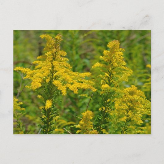 Kentucky Goldenrod Briefkaart (Voorkant)