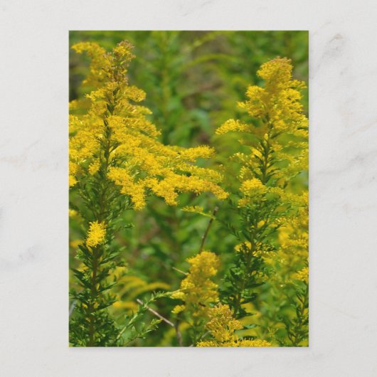 Kentucky Goldenrod Briefkaart (Voorkant)