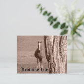Kentucky Life Briefkaart (Staand voorkant)