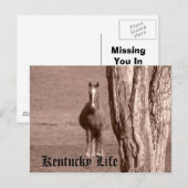 Kentucky Life Briefkaart (Voorkant / Achterkant)