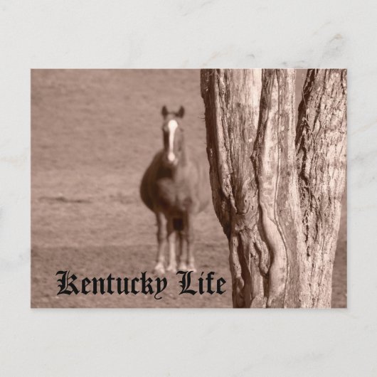Kentucky Life Briefkaart (Voorkant)