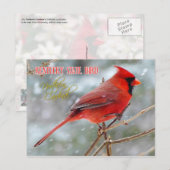Kentucky State Bird - Northern Kardinaal Briefkaart (Voorkant / Achterkant)