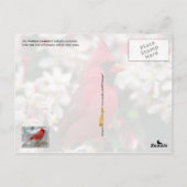 Kentucky State Bird - Northern Kardinaal Briefkaart (Achterkant)