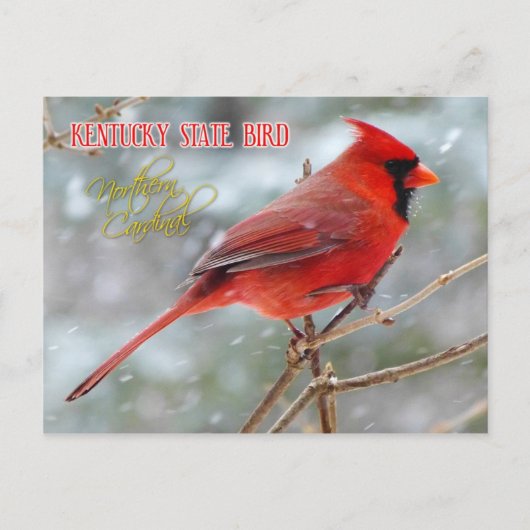Kentucky State Bird - Northern Kardinaal Briefkaart (Voorkant)