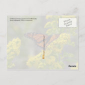 Kentucky State Flower: Goldenrod Briefkaart (Achterkant)