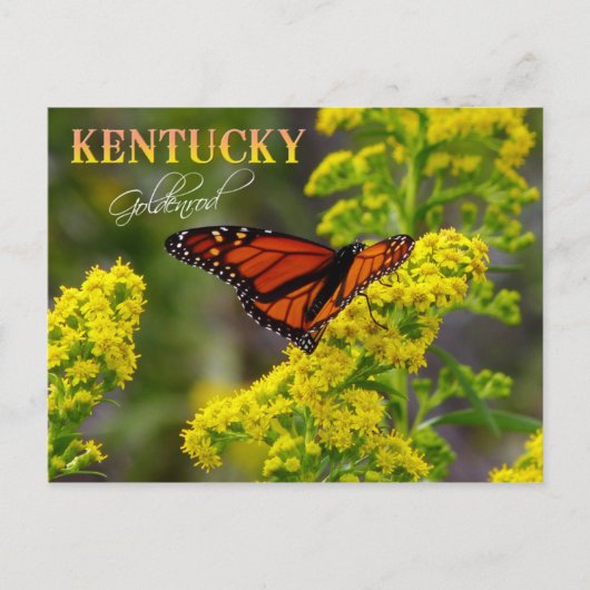 Kentucky State Flower: Goldenrod Briefkaart (Voorkant)