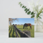 Kentucky Thoroughbreds Briefkaart (Staand voorkant)