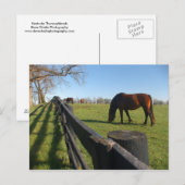 Kentucky Thoroughbreds Briefkaart (Voorkant / Achterkant)