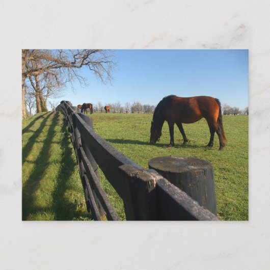 Kentucky Thoroughbreds Briefkaart (Voorkant)