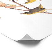 Kentucky Warbler Audubon Birds en Magnolia Flower Poster (Hoek)