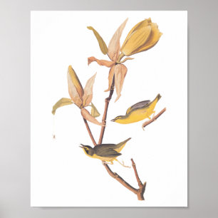 Kentucky Warbler Audubon Birds en Magnolia Flower Poster