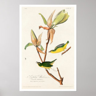 Kentucky Warbler, Poster van Audubon