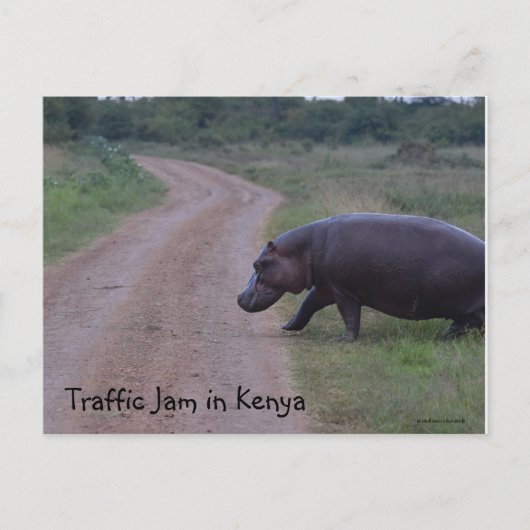 Kenya Africa Traffic Jam Hippo Briefkaart (Voorkant)