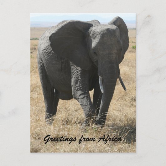 kenya elephant greetings briefkaart (Voorkant)