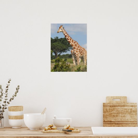 KENYA-Giraffe Poster (Keuken)