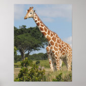 KENYA-Giraffe Poster (Voorkant)