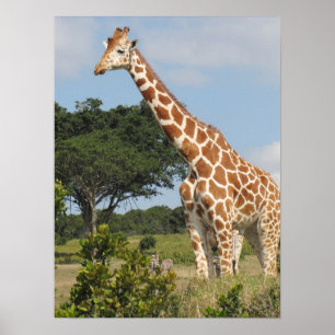 KENYA-Giraffe Poster