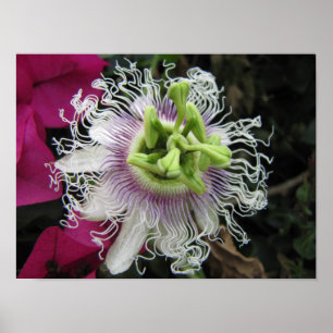 KENYA Macro Passion Flower Poster