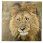 Kenya Masai Mara Tegeltje (Voorkant)