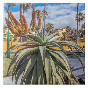 Keramiektegels van Aloe Vera plant Tegeltje