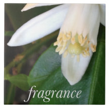 Keramikfliese "Fragrance" - DesignDElia