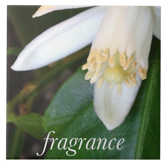 Keramikfliese "Fragrance" - DesignDElia Tegeltje (Voorkant)