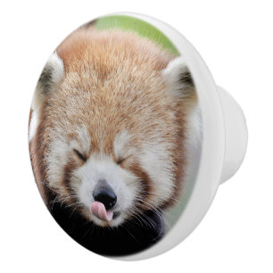 Keramische Knob Foto: rode panda, dieren 0176. Knop