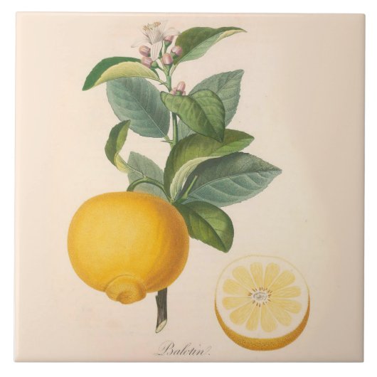 Keramische Sinaasappel met springstaarten Tegeltje (Voorkant)