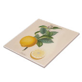 Keramische Sinaasappel met springstaarten Tegeltje (Zijkant)