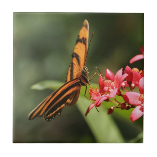 Keramische tapijtegel voor vlinder tegeltje (Voorkant)