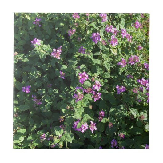 Keramische tegel (4,25 x 4,25 inch) tegeltje (Voorkant)