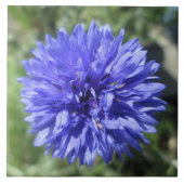 Keramische Tegel - Cornflower Blue Bachelor's Butt Tegeltje (Voorkant)