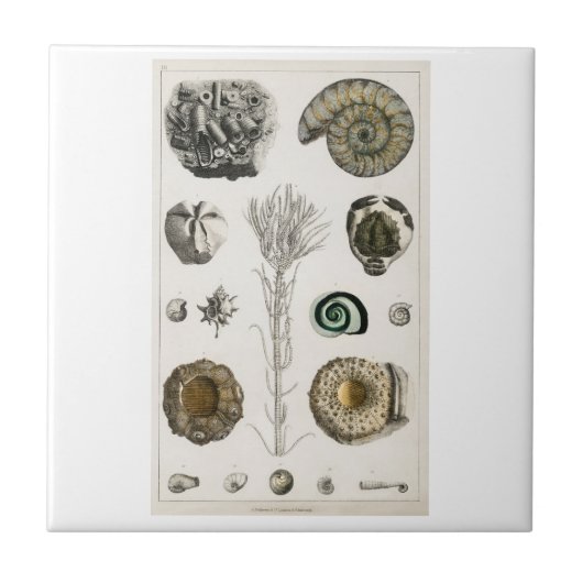 KERAMISCHE TEGEL  "FOSSILS" OLIVER GOLDSMITH TEGELTJE (Voorkant)