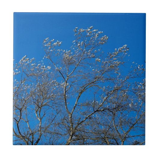 Keramische tegel met witte Populaire bomen Tegeltje (Voorkant)