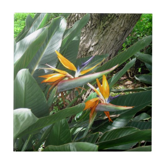 Keramische Tegel-paradijsvogel Tegeltje (Voorkant)