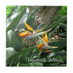 Keramische Tegel-paradijsvogel Tegeltje