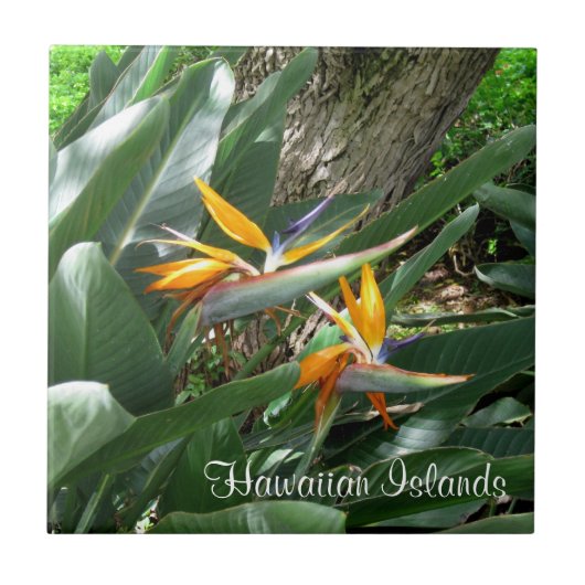 Keramische Tegel-paradijsvogel Tegeltje (Voorkant)