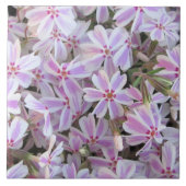 Keramische Tegel - Snoep-Striped Phlox Tegeltje (Voorkant)
