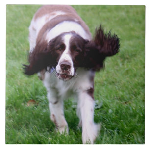 Keramische tegels met foto van een spaniel tegeltje