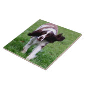 Keramische tegels met foto van een spaniel tegeltje (Zijkant)