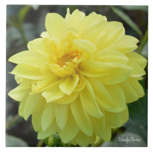 Keramische tegels met gele dahlia tegeltje