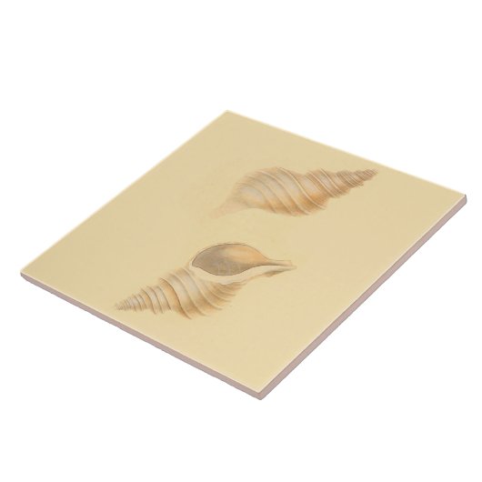 Keramische tegels zeeschelpen tegeltje (Zijkant)