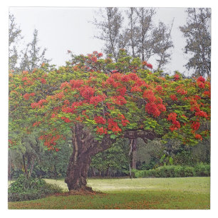KERAMISCHE TIL, "ROYAL POINCIANA TREE"/RODE BLOSSE TEGELTJE