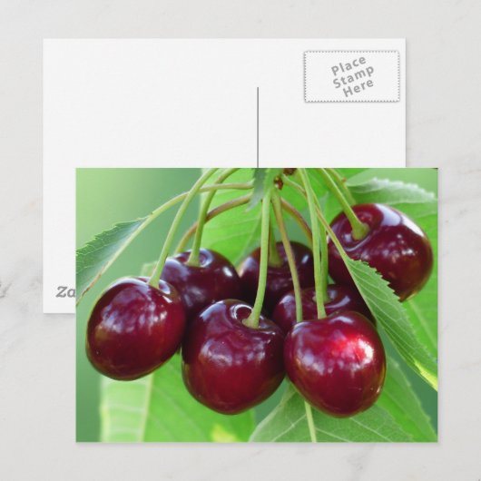 Kerenbos op boom briefkaart (Voorkant / Achterkant)