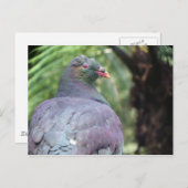 Kereru Closeup Briefkaart (Voorkant / Achterkant)