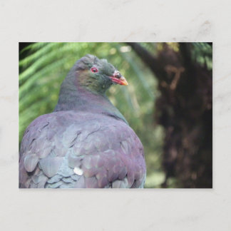 Kereru Closeup Briefkaart