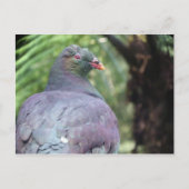 Kereru Closeup Briefkaart (Voorkant)