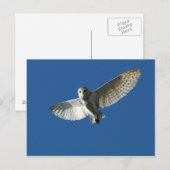 Kerkuil in dagvlucht briefkaart (Voorkant / Achterkant)