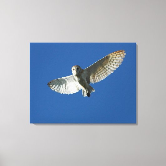 Kerkuil in Dagvlucht Canvas Afdruk (Voorkant)